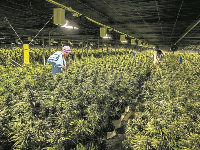 EXPORTACIONES DE ‘CANNABIS’ LLEGARON A LOS US$5 MILLONES