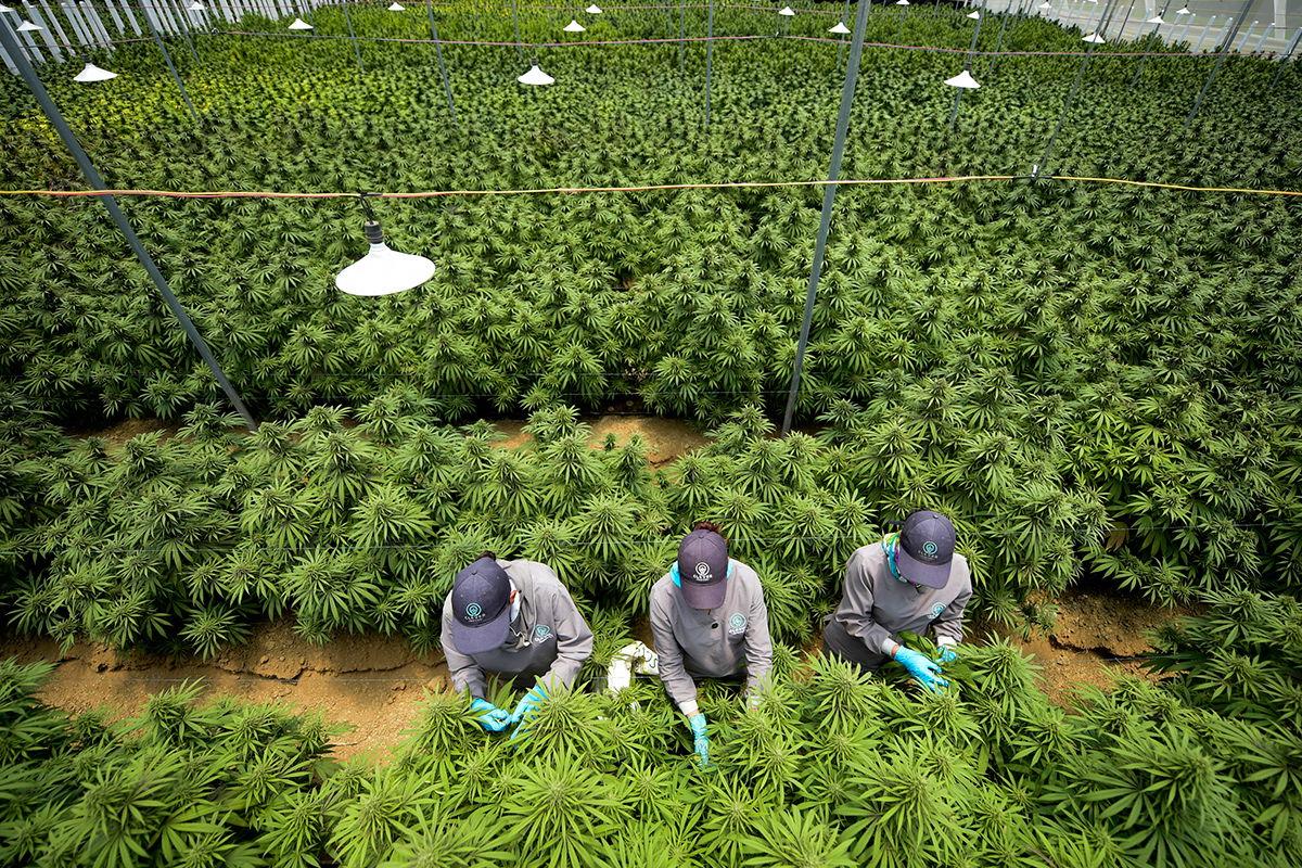 MÁS DE US$290 MILLONES HA INVERTIDO LA INDUSTRIA DEL CANNABIS EN COLOMBIA