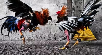 การเล่นพนันไก่ชนออนไลน์