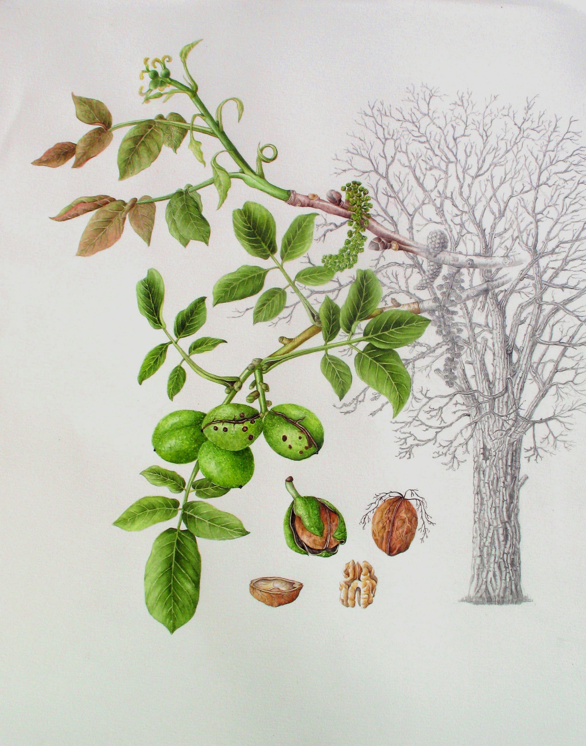 Walnut Tree - Juglans Regia