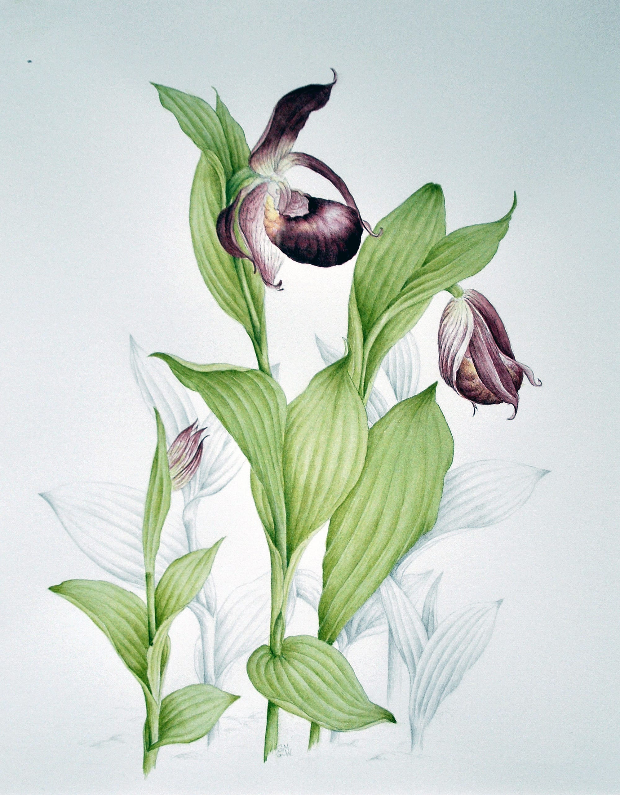 Cypripedium Tibeticum (hybrid)