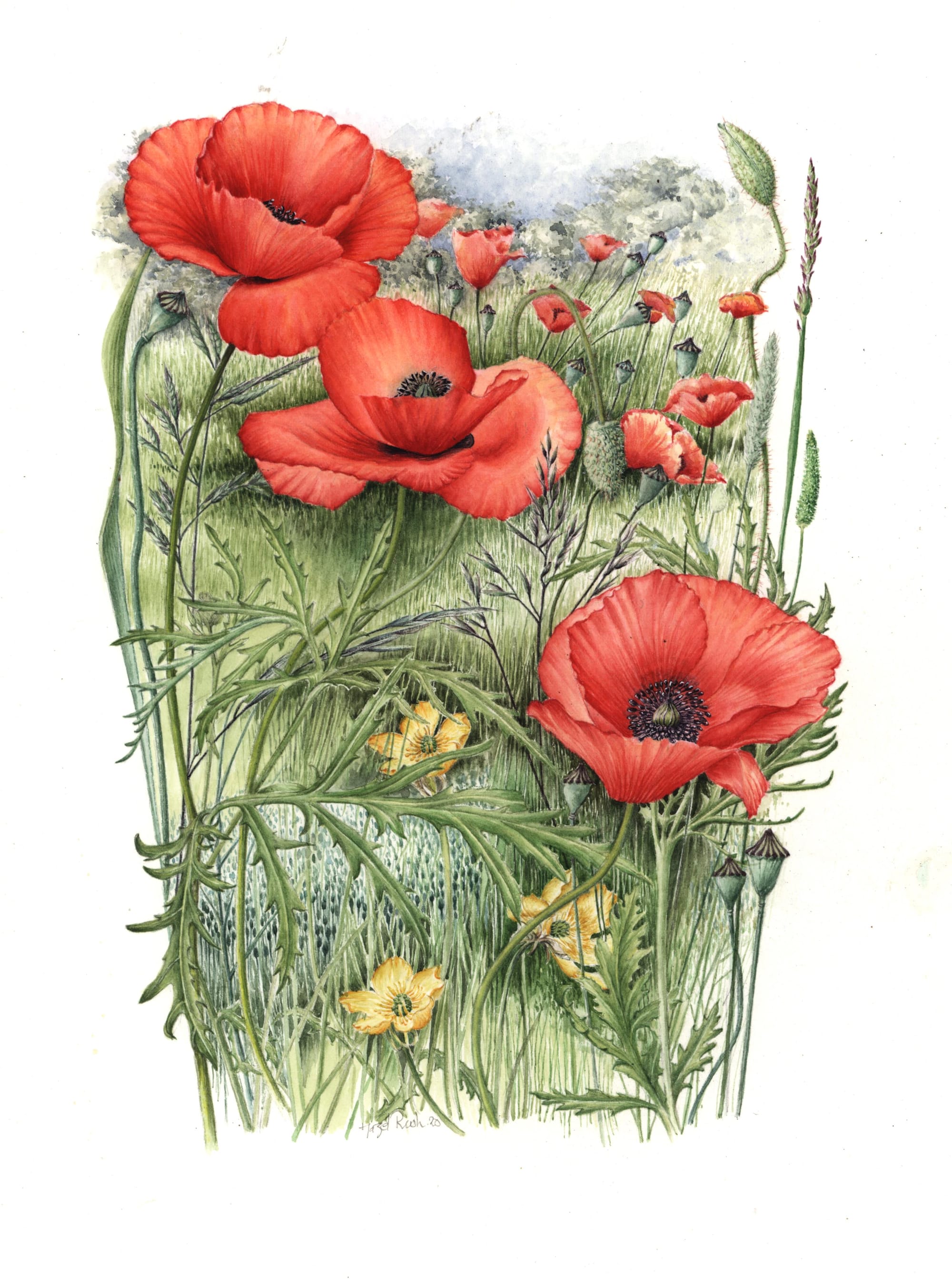 Common Field Poppy