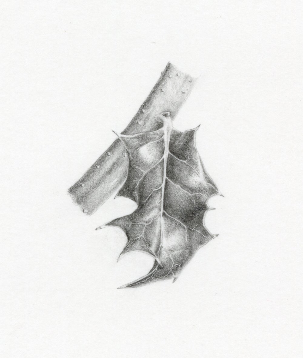 Ilex Aquifolium 'Silver Milkmaid' - graphite on bristol board - 4.5 x 6.5 cm