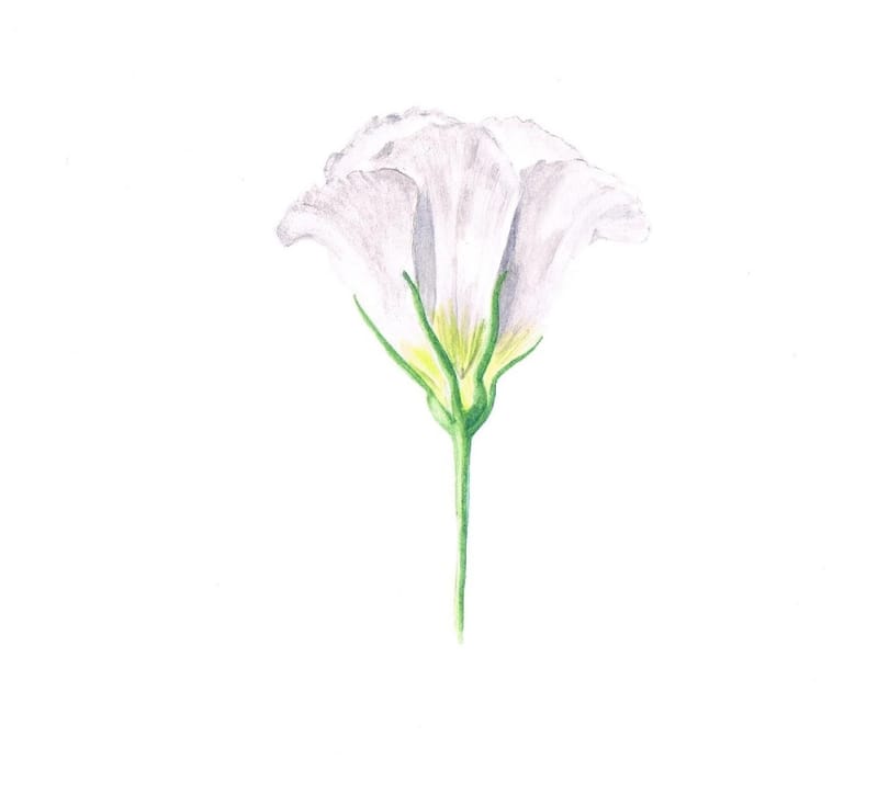 IBA artists reflect on Lockdown: 3 Jackie Tilston