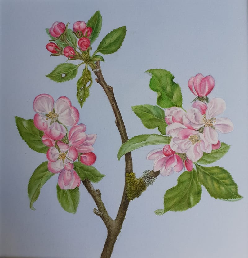 IBA artists reflect on Lockdown: 7 Doreen Taylor