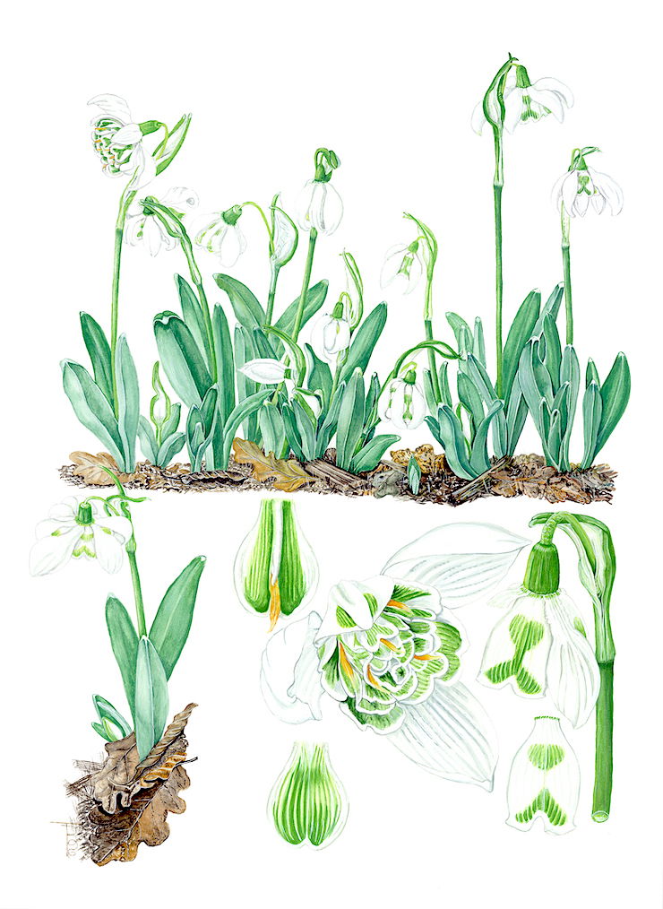 Fuller's Mill Project - Galanthus 'Richard Ayres' by Tina Bone