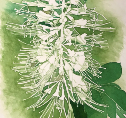 Fuller's Mill Project - Lucille Carter paints 'Bottlebrush Buckeye'