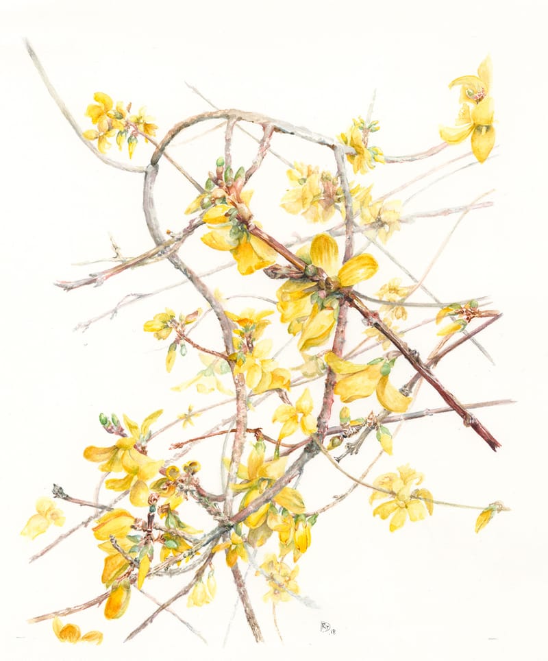 Botanical Illustration Workshop with Rosemary Dodgson