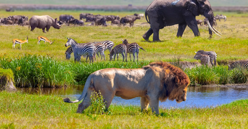 Ways to Protect Biodiversity