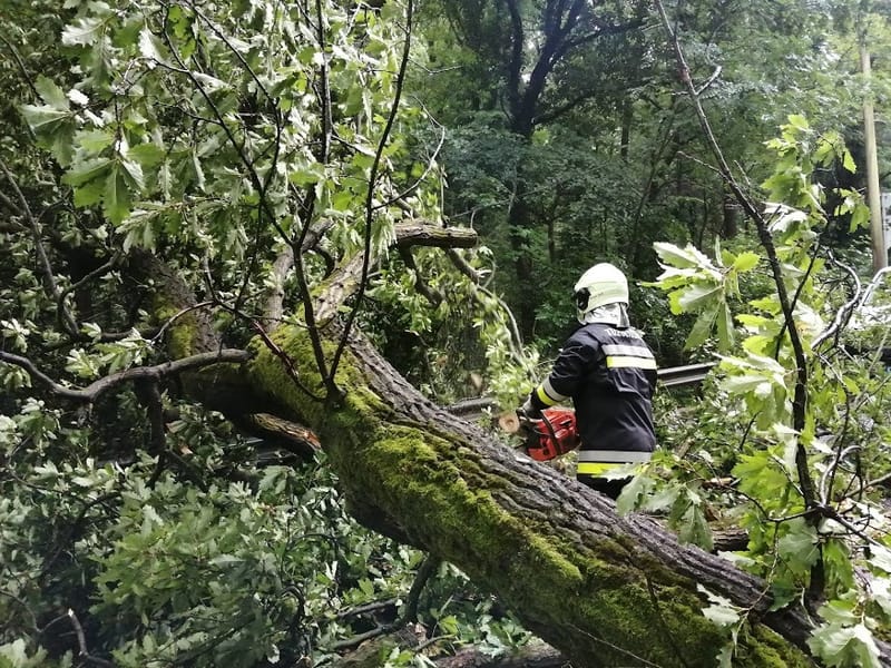 Fa dőlt keresztbe a Nagykovácsi úton