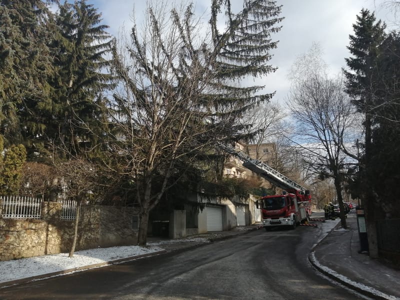 Megdőlt egy fenyőfa a viharos szélben