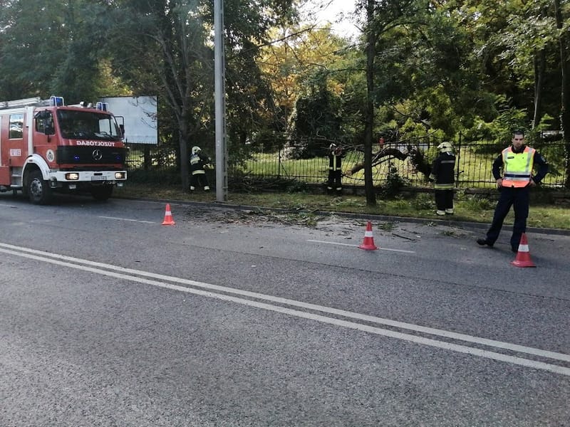 Fa dőlt a Hűvösvölgyi útra