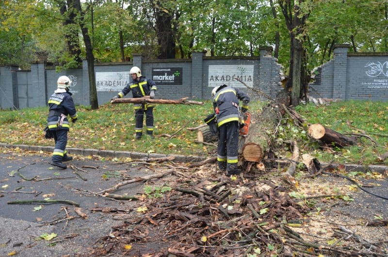 Kidőlt egy nagy fa a Hidász utcában
