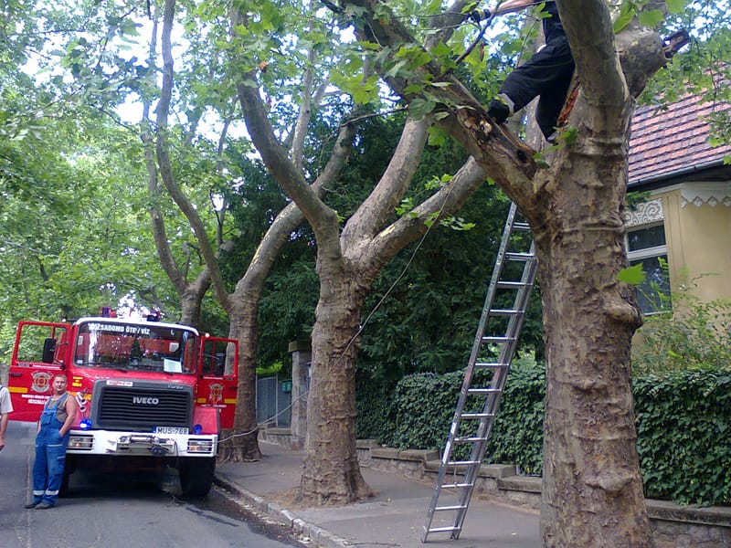 Leszakadt egy nagy faág a Bolyai utcában