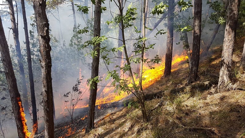 Közel tíz hektár fenyves égett le