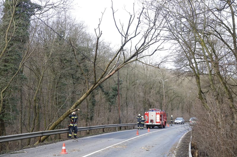 Vezeték tartotta a kidőlt fát