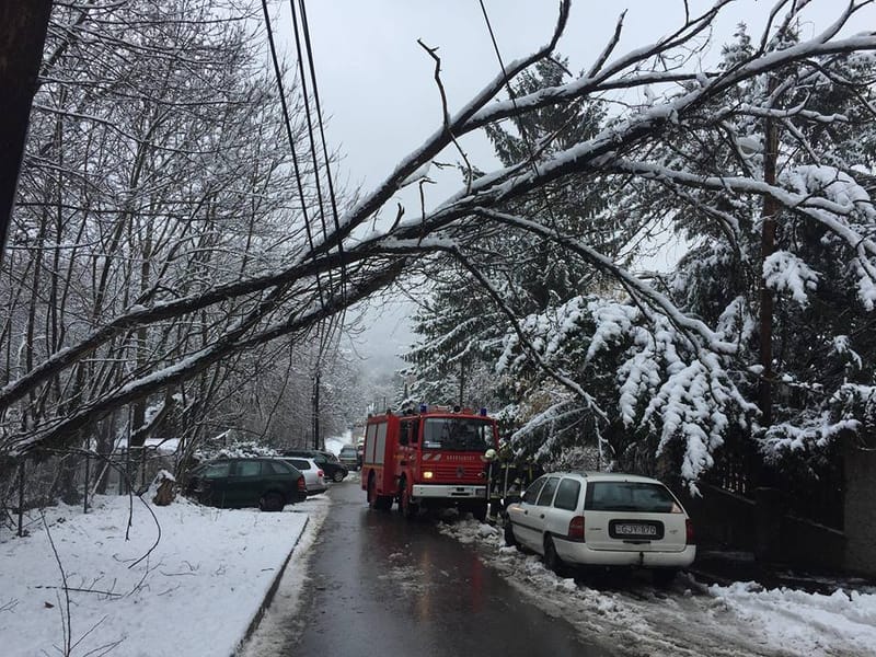 Fák dőltek ki a hó súlya alatt
