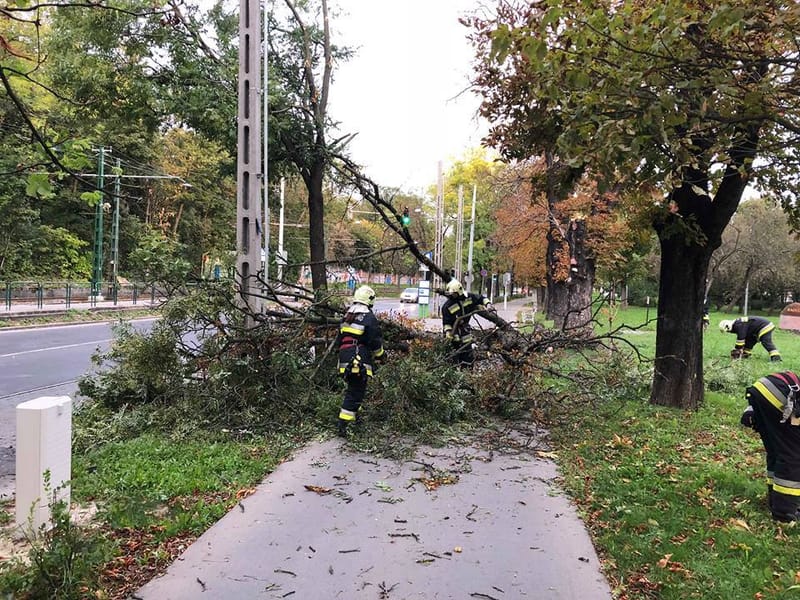 Faág szakadt le a buszmegállóban