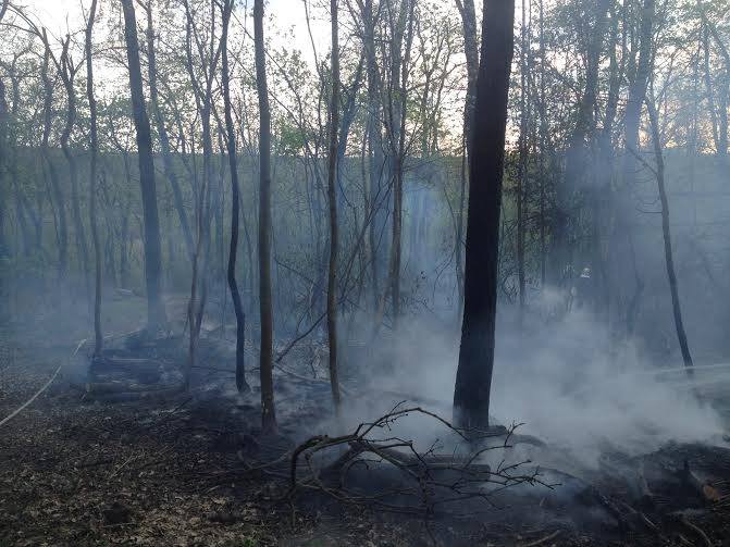 Erdőtűz a Sztrilich Pál Cserkészparknál