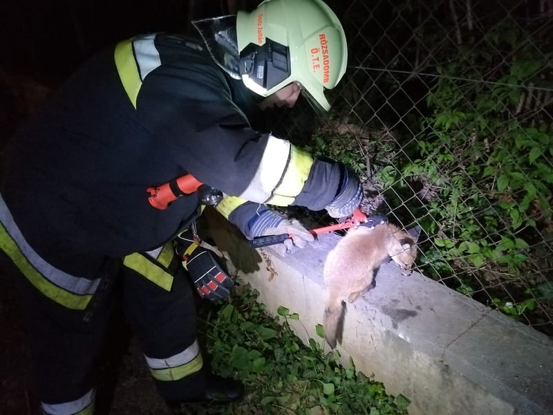 Kerítésbe szorult egy kisróka