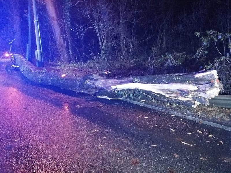 Menet közben dőlt egy fa az autóra a Nagykovácsi úton