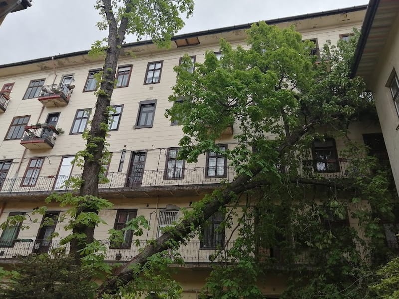 Hatalmas ág hasadt le