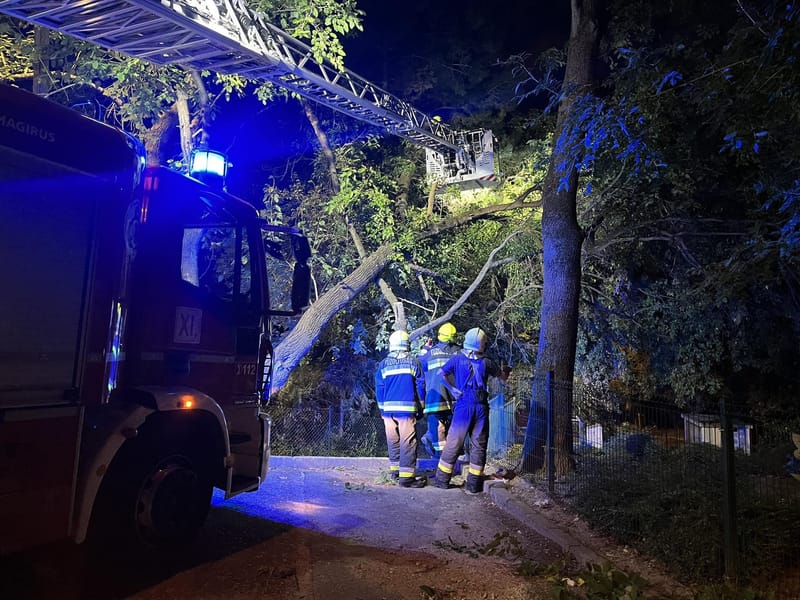 Veszélyesen megdőlt egy fa a játszótérnél