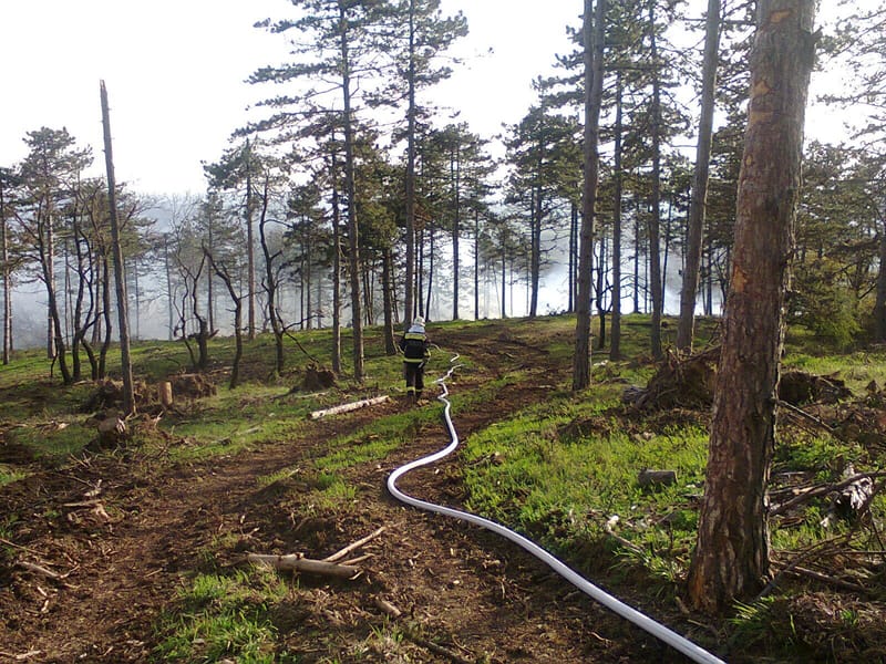 Fenyves égett Budakeszi és Telki között
