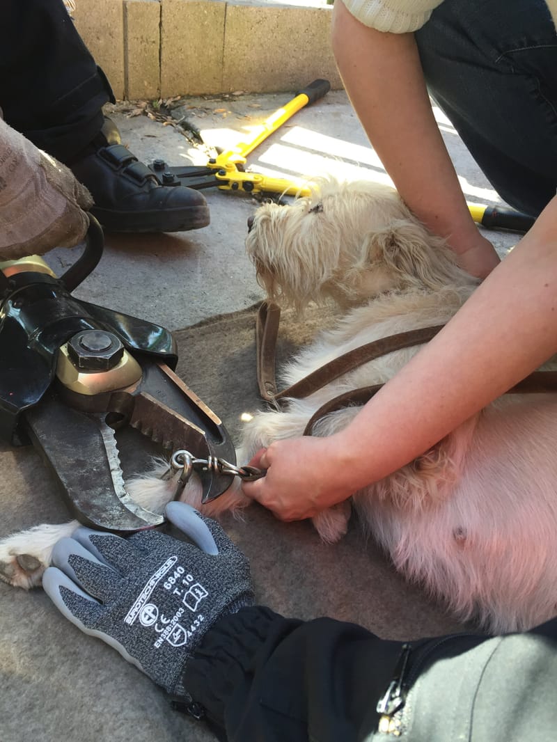 Karabiner szorult a kutya lábára