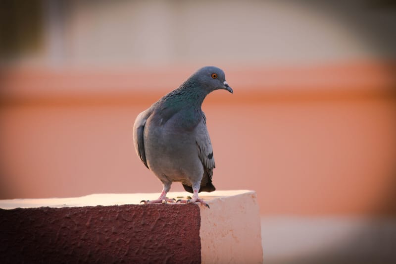 BIRDS & SOLAR PV