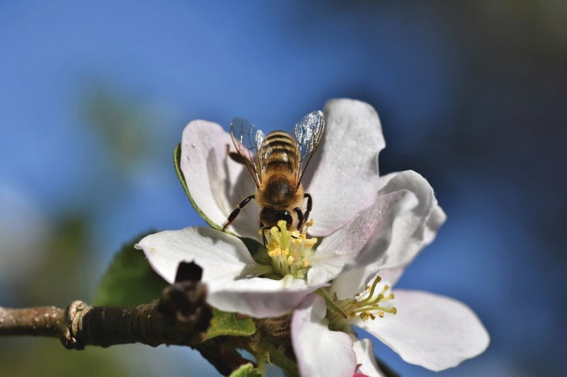 Miel de Fleurs