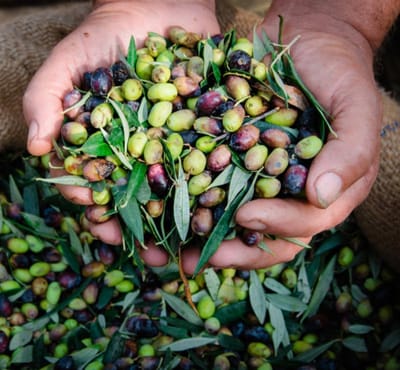 Raccolta olive