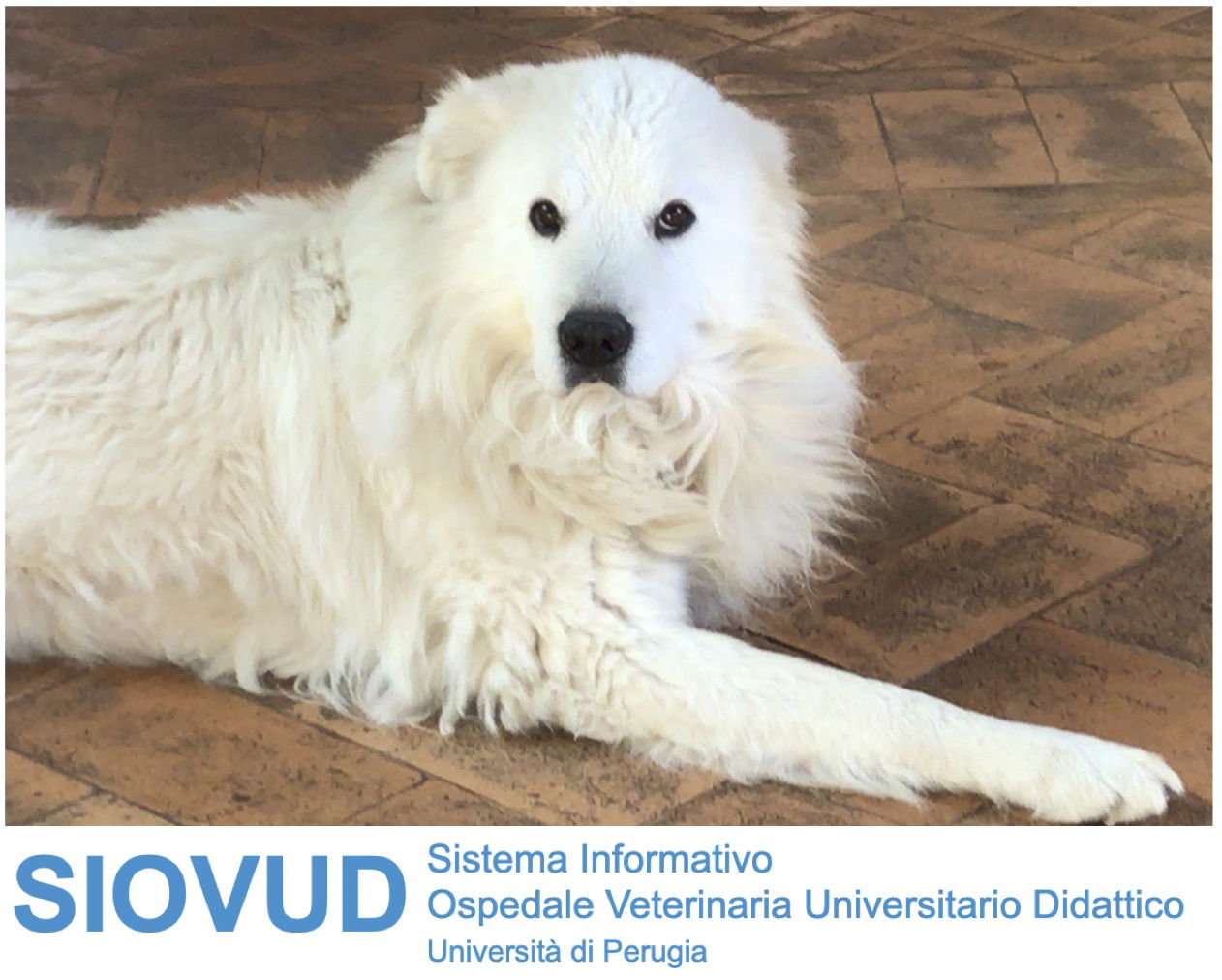 SIOVUD Ospedale Veterinario di Perugia