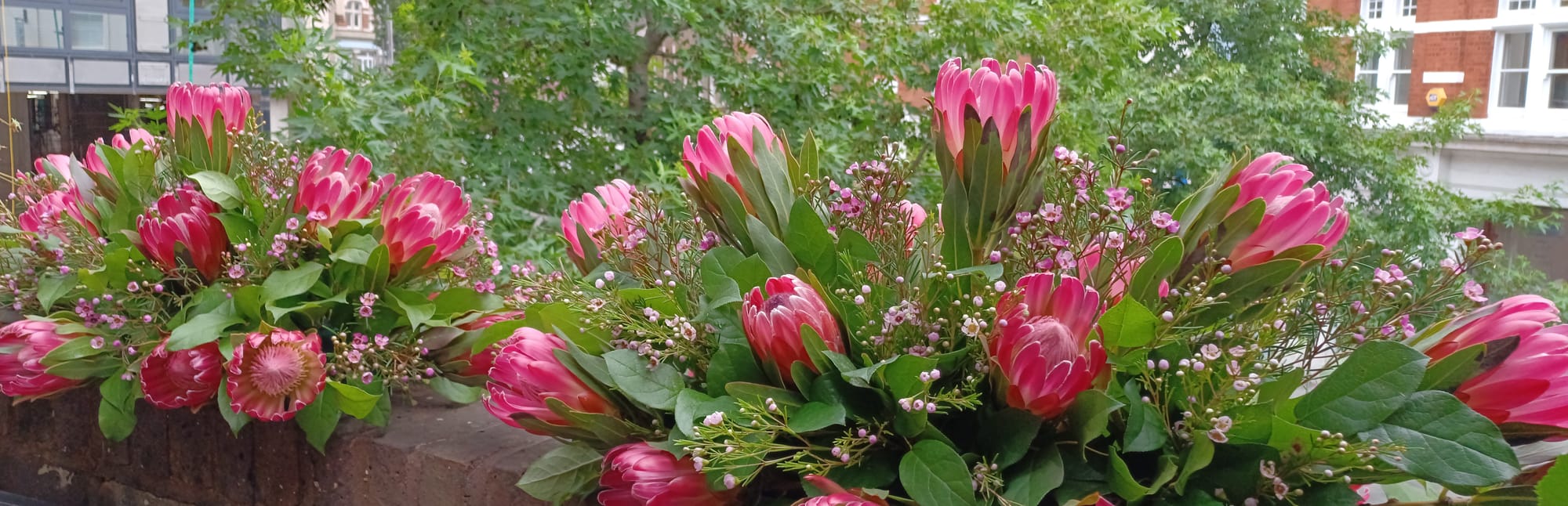 King Protea flower arrangements for South African High Commission 