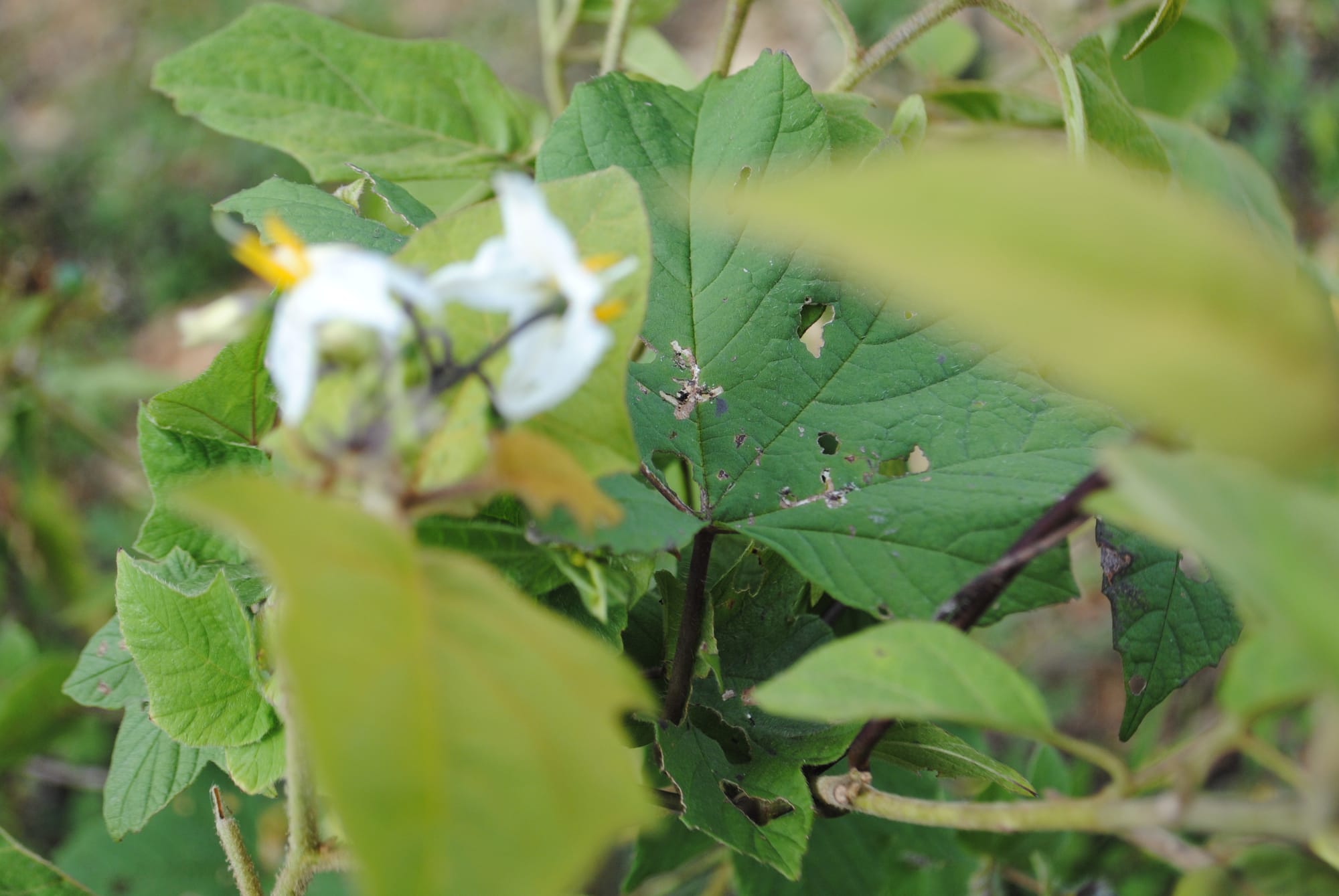 Nyanyian Jenda pada Musim Panen Padi Warga Suku Paumere dan Merremia Vitifolia