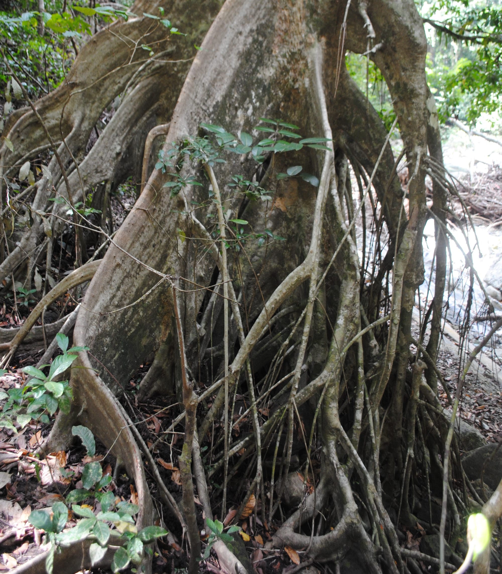 Pohon Kenari, Pohon Multifungsi dari Flores