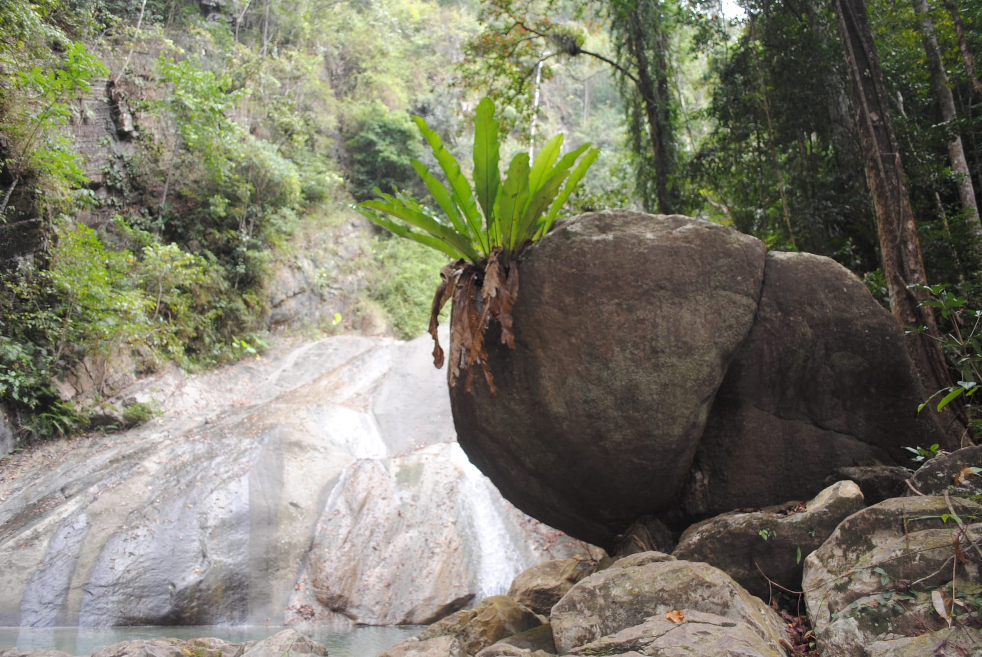 Asplenium Nidus dan Pesan untuk Kehidupan