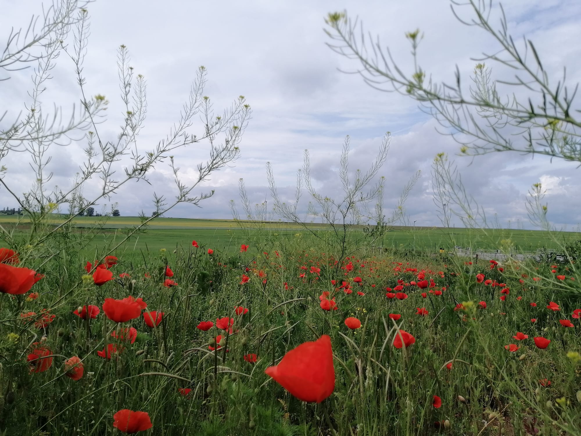 Mohn di Tepi Ladang Gandum Menepis Penat