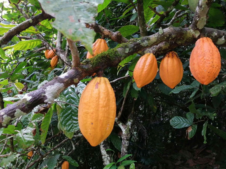 Petani yang Memiliki Jam Terbang Tinggi dan Bioetika Hadapi Resesi