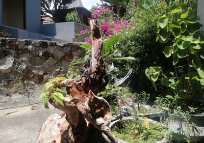 Transformation of Meaning in Life: An Inspirational Story of Kesambi Wood Roots