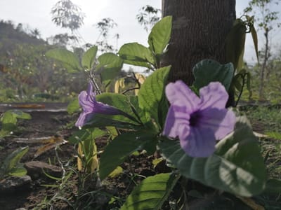 Siapa Seperti Allah?