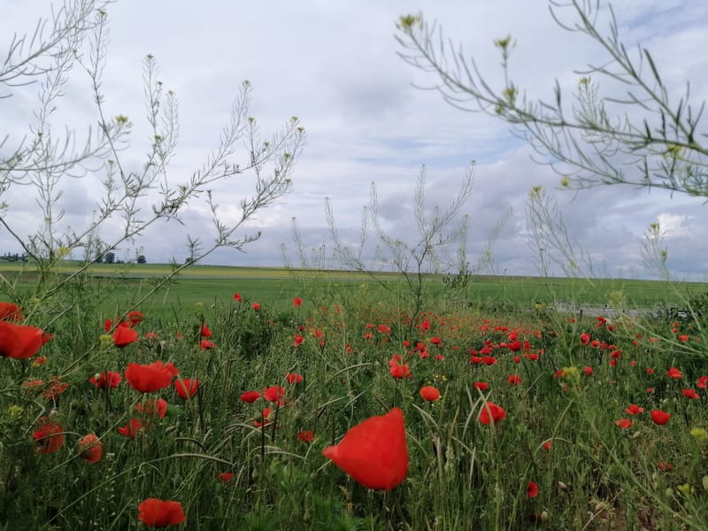 Mohn di Tepi Ladang Gandum Menepis Penat