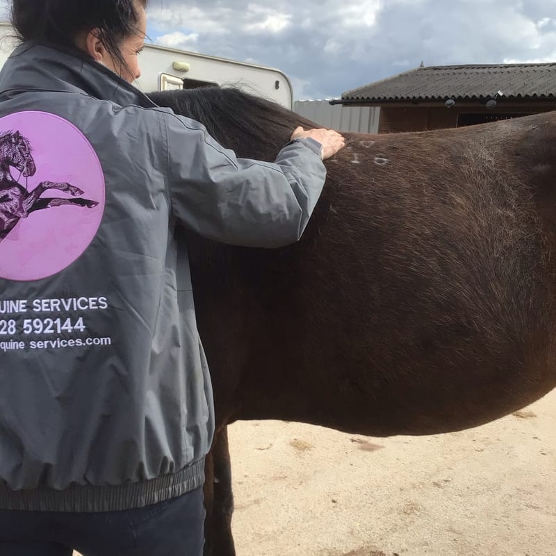 Equine Massage for Horse Owners