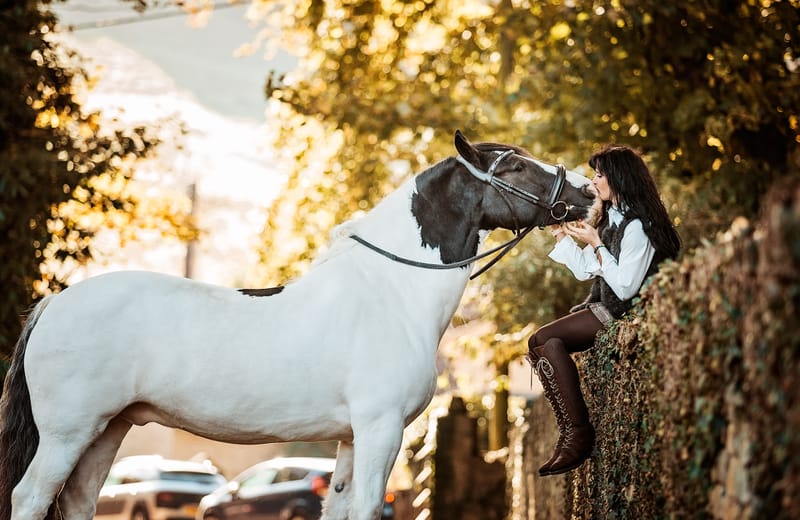 Buying or Loaning a Horse – All You Need to Know