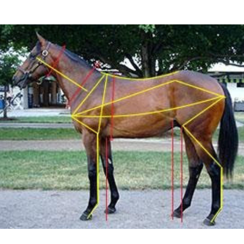 Equine Conformation, Biomechanics and Beyond