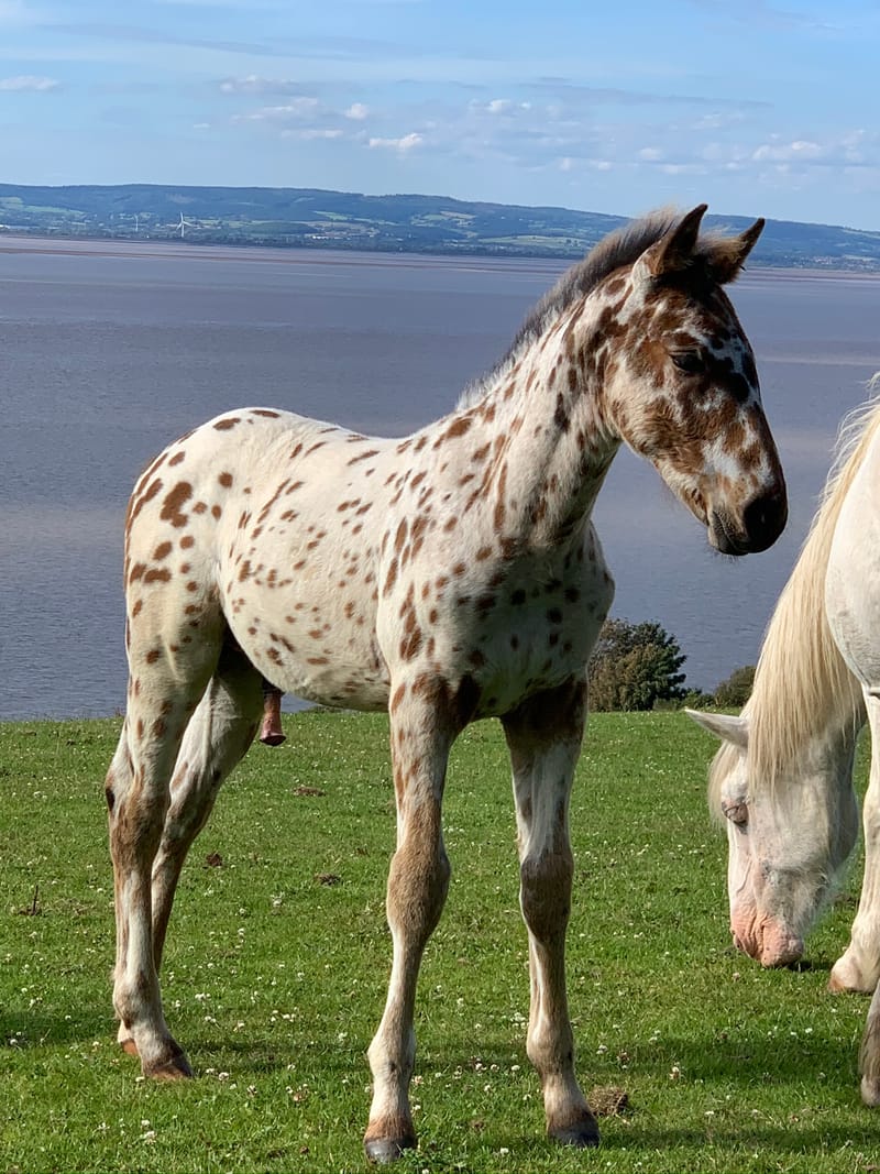 Management & Applied Therapy for All Equine Breeding Stock