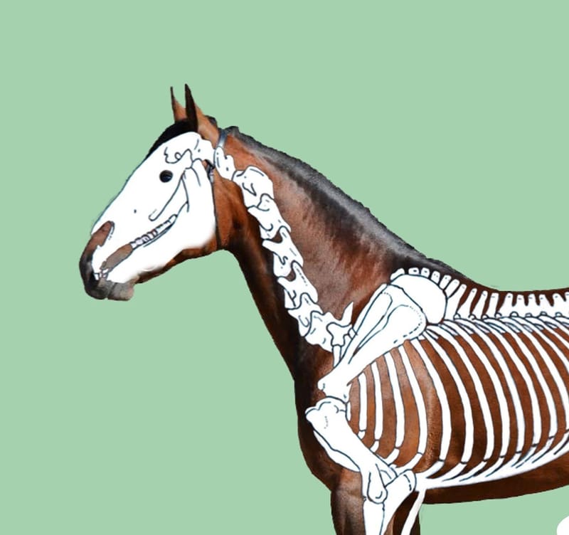 Equine Anatomy and Physiology