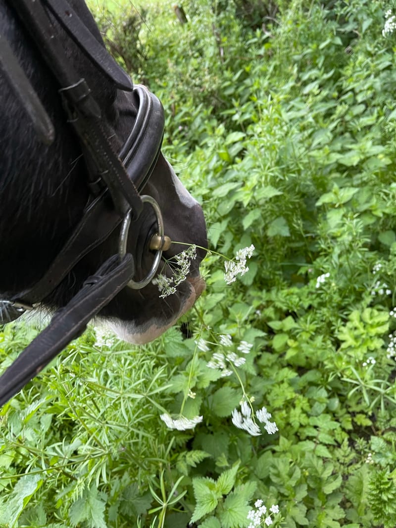 Botanical Choices for Horses