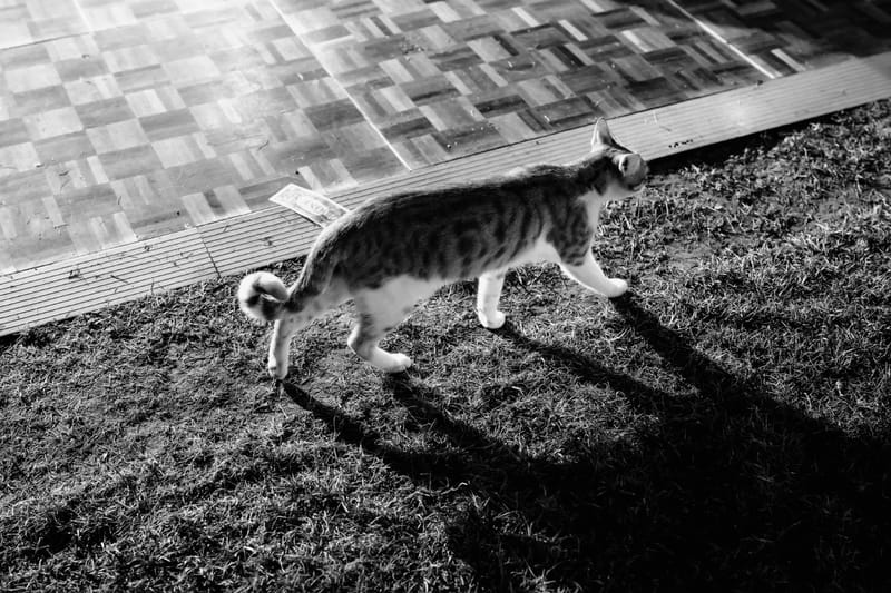 Alice & Kingsley Nigerian Wedding in Athens