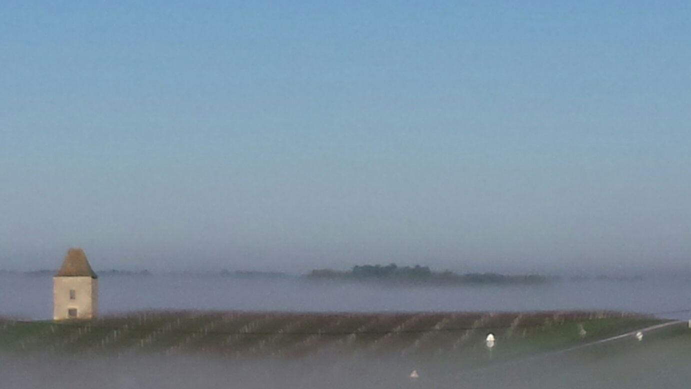 Loubes Bernac Vineyards